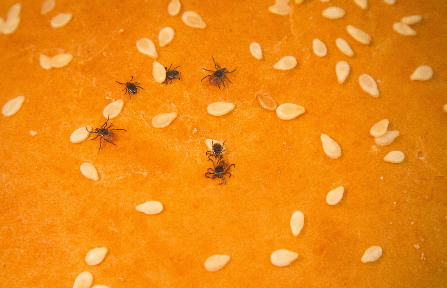 Ticks on a bun. These male and female adult blacklegged ticks, hanging out on a sesame seed bun, demonstrate their size relative to the seeds.
